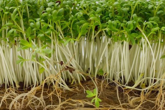 Kresse als direkter Nachbar macht Radieschen würziger. ©pixabay