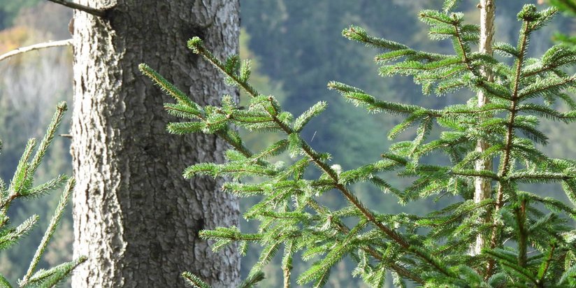 Fichte ©Susanne Teufl/LK Niederösterreich