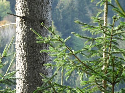 Fichte ©Susanne Teufl/LK Niederösterreich