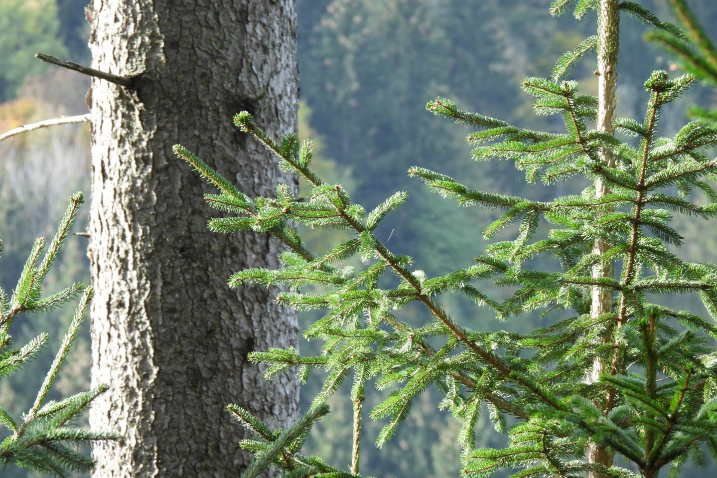 Fichte ©Susanne Teufl/LK Niederösterreich
