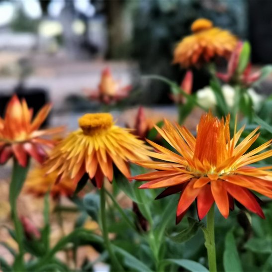 Gartenstrohblume ©Teresa Neuhold/LK Niederösterreich