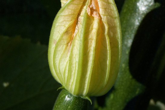 Zucchiniblüten sind essbar und köstlich! ©pixabay