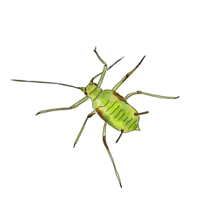 Illustration von Blattläusen