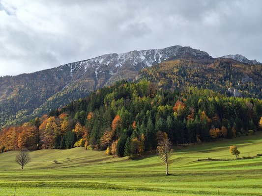 Mischwald mit Douglasie, Schneeberg und verfärbter Lärche