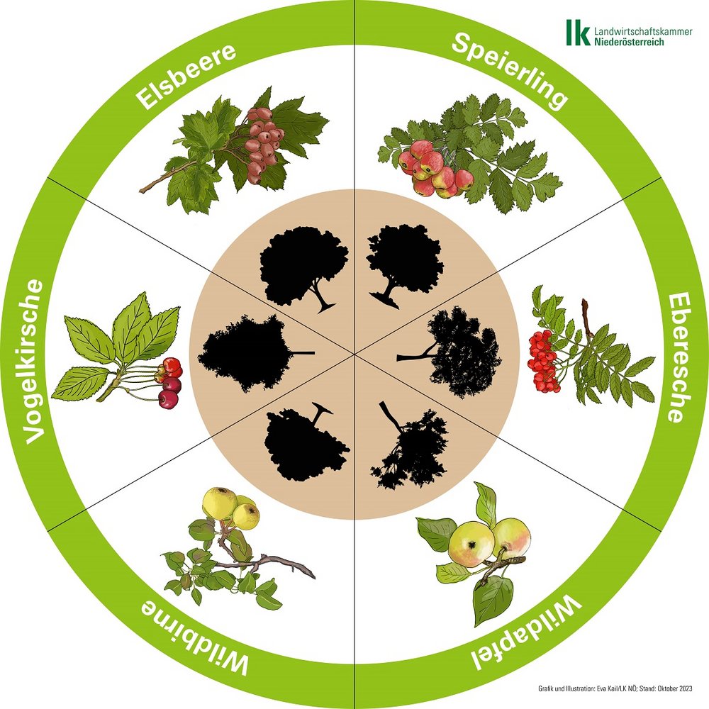 Baumlegekreis mit Speierling, Eberesche, Wildapfel, Wildbirne, Vogelkirsche und Elsbeere