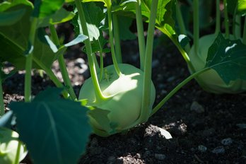 Kohlrabi im Hochbeet ©pixabay