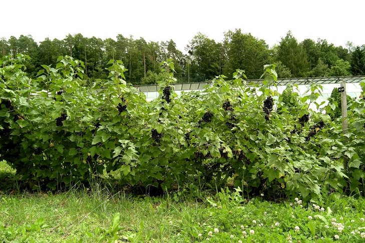 Ribisel schwarz oder Johannisbeere genannt ©AMA Marketing