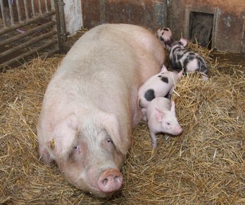 Zuchtschwein mit Ferkel im Stroh