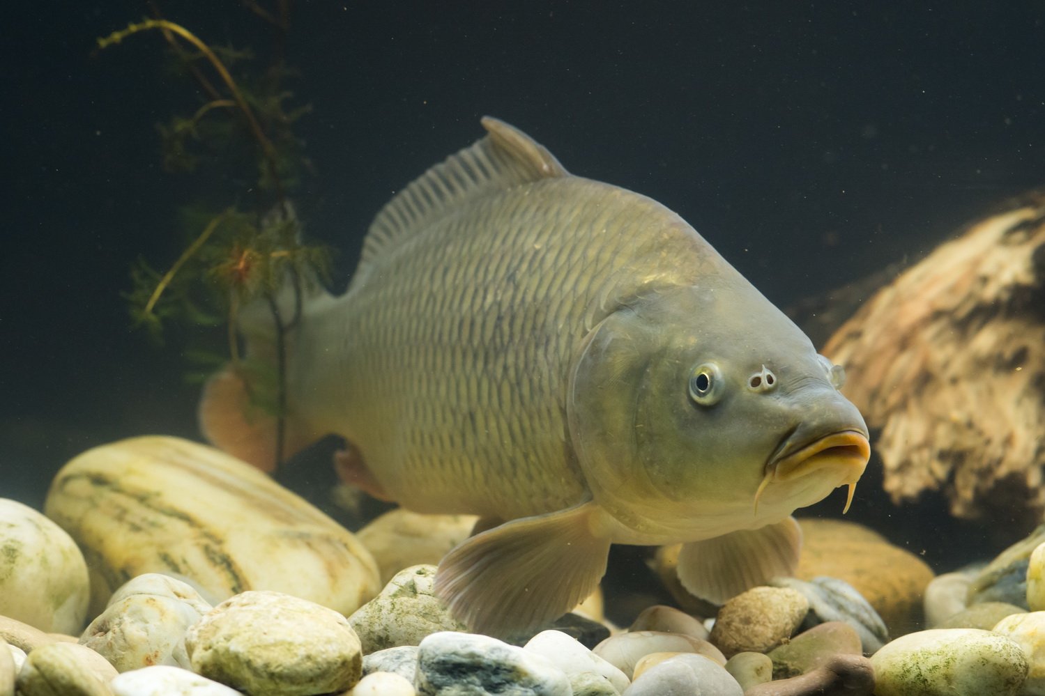 Spiegelkarpfen schwimmt über Steine im Wasser ©Florian Kainz/Archiv Aqua