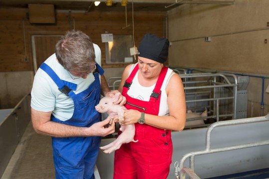 Bauer und Bäuerin bei der Untersuchung eines Ferkels im Schweinestall