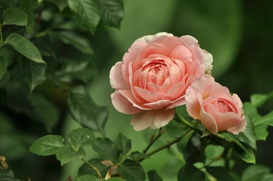 Blühende Rose