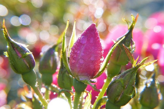 Rosen mit Wassertropfen 