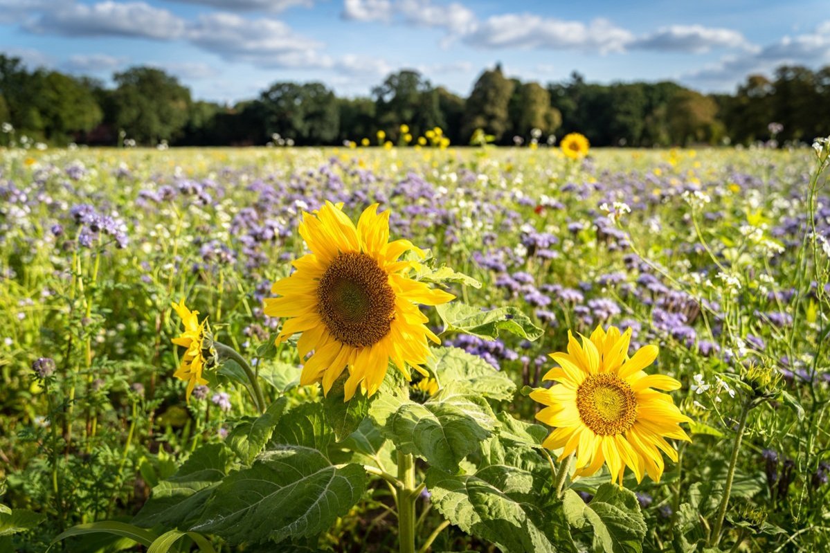 Zwischenfruchtanbau - Greening, Blütenmeer im Spätsommer