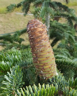 Zapfen von Nadelbaum