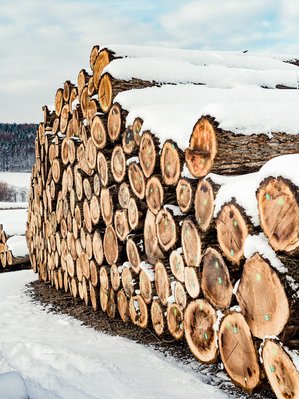 Laubholzsubmission Göttweig 2021