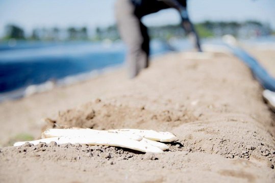 Weißer Spargel auf Spargeldamm