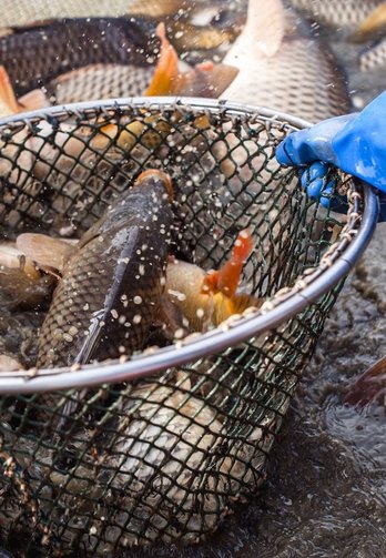 Fische im Netz beim Abfischen©Martina Siebenhandl