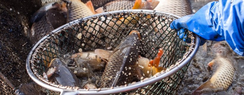 Fische im Netz beim Abfischen©Martina Siebenhandl