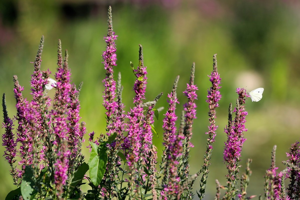 Blutweiderich Pflanze (Lythrum salicaria) mit Schmetterling Kohl