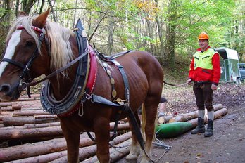 Pferd für Waldarbeit