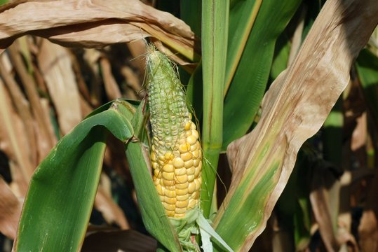 Trockenstress bei Mais