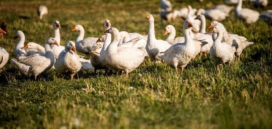 Lehner Sonja Titelbild