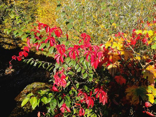 Roter Wilder Wein ©Eva Kail/LK Niederösterreich