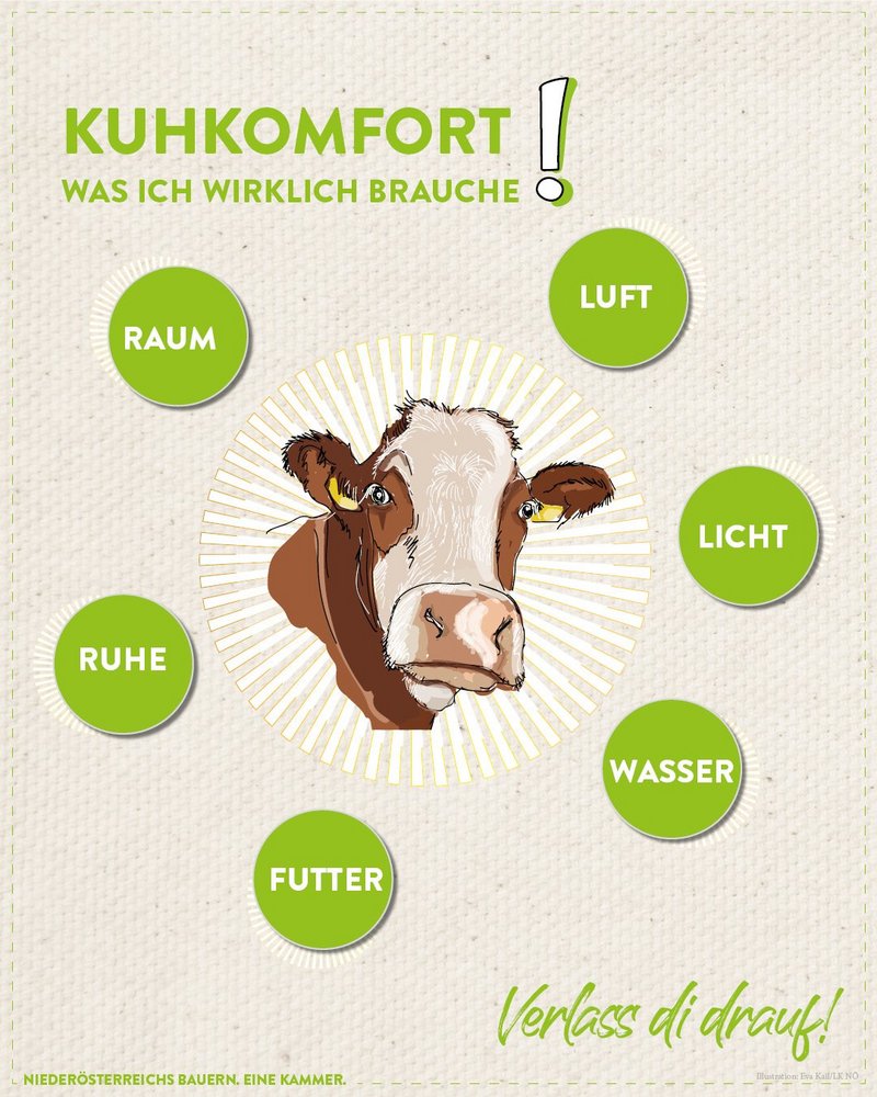 Infografik von Verlass di drauf der Landwirtschaftskammer Niederösterreich zum Kuhkomfort