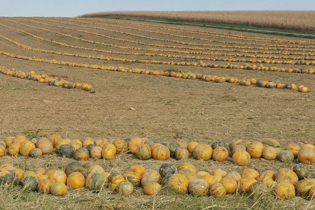 Ölkürbisse werden bei der Ernte zuerst mit einem Kürbispflug in eine Reihe gebracht und anschließend mit einer Kürbisdreschmaschine gedroschen. ©Teresa Neuhold/LK Niederösterreich