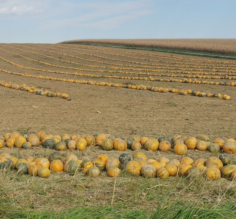 Ölkürbisse werden bei der Ernte zuerst mit einem Kürbispflug in eine Reihe gebracht und anschließend mit einer Kürbisdreschmaschine gedroschen. ©Teresa Neuhold/LK Niederösterreich