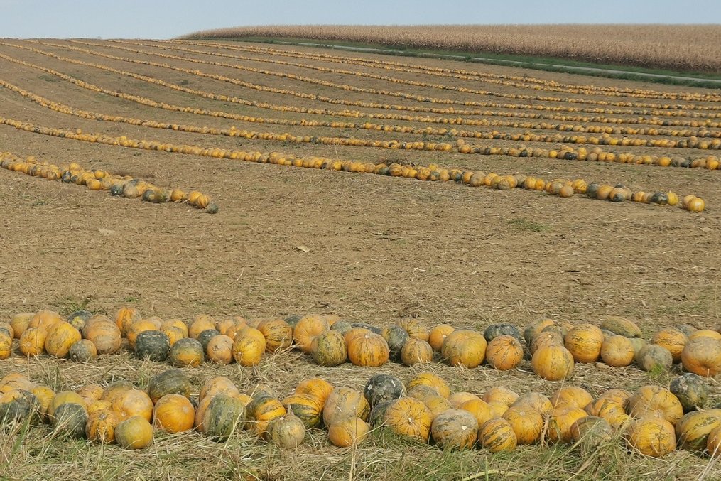Ölkürbisse werden bei der Ernte zuerst mit einem Kürbispflug in eine Reihe gebracht und anschließend mit einer Kürbisdreschmaschine gedroschen. ©Teresa Neuhold/LK Niederösterreich