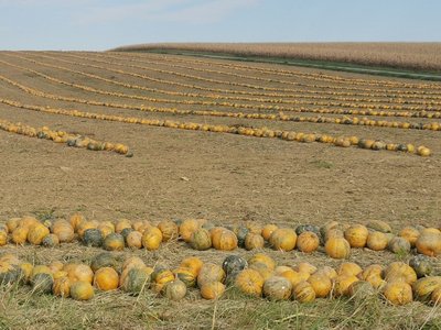 Ölkürbisse werden bei der Ernte zuerst mit einem Kürbispflug in eine Reihe gebracht und anschließend mit einer Kürbisdreschmaschine gedroschen. ©Teresa Neuhold/LK Niederösterreich