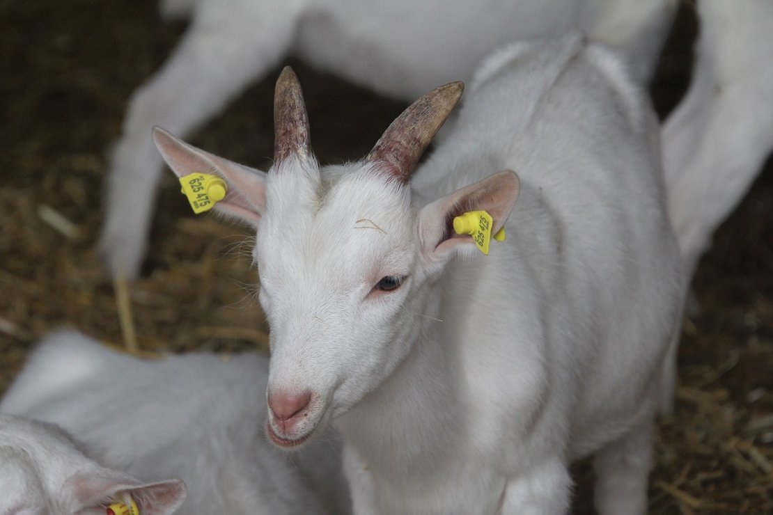 Ziege Ohrmarke Stall