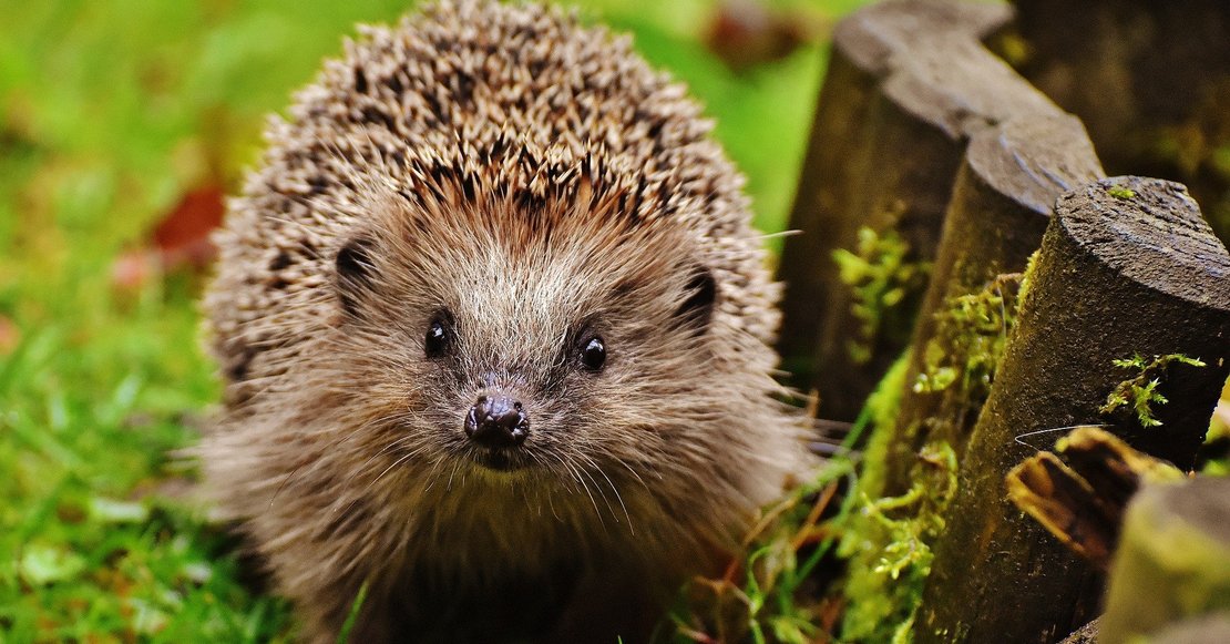Igel im herbstlichen Garten: Die beste Igelpflege ist die Schaffung und Erhaltung eines igelfreundlichen Lebensraumes.