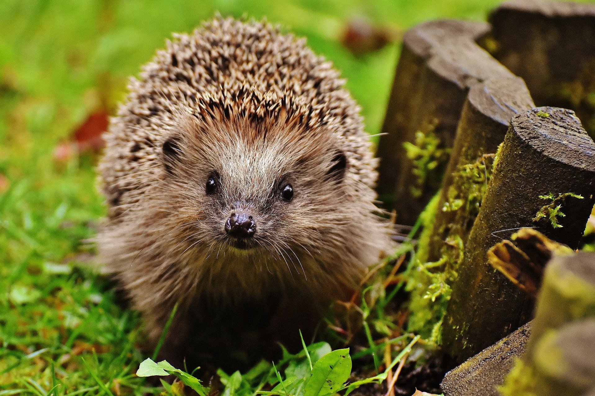 Igel im herbstlichen Garten: Die beste Igelpflege ist die Schaffung und Erhaltung eines igelfreundlichen Lebensraumes.