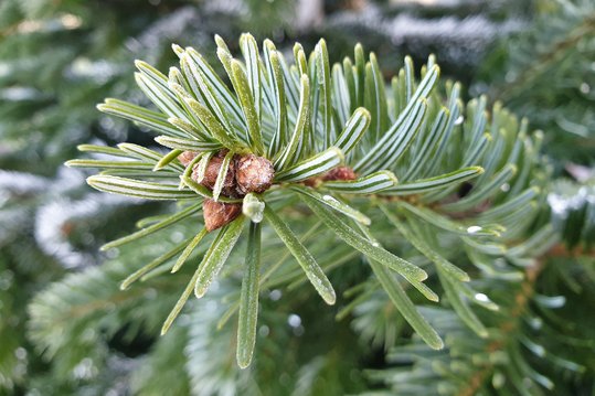 Nordmanntanne ©pixabay