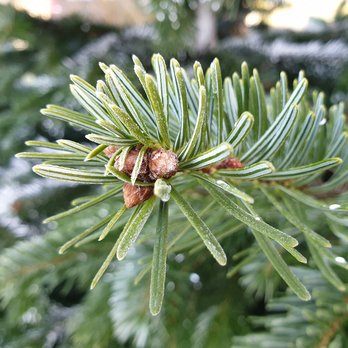 Nordmanntanne ©pixabay