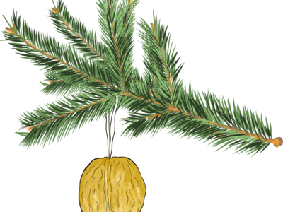 Goldene Walnuss am Tannenzweig