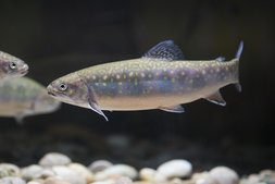 Saibling schwimmt im Wasser über Steine ©Florian KainzArchiv Aqua