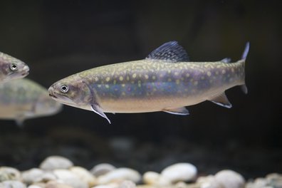 Saibling schwimmt im Wasser über Steine ©Florian KainzArchiv Aqua