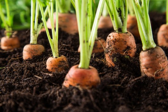 Zu dicht gesäte Karotten-Reihen müssen ausgedünnt werden. Die jungen „Babykarotten" schmecken sehr saftig.
