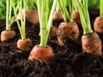 Zu dicht gesäte Karotten-Reihen müssen ausgedünnt werden. Die jungen „Babykarotten" schmecken sehr saftig.