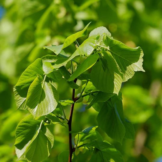 Blätter von Sommerlinde auf jungem Zweig