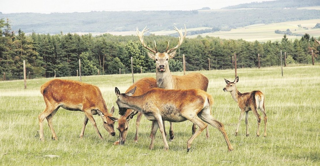 Wildtierhaltung ©Paula Pöchlauer-Kozel/LK Niederösterreich