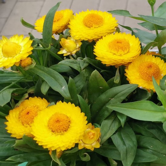 gelbe Gartenstrohblume ©Teresa Neuhold/LK Niederösterreich