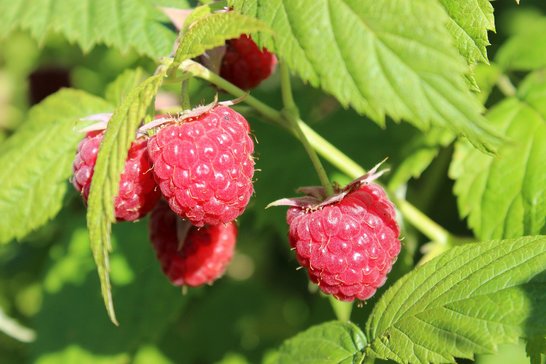 Bei Himbeeren sammle gezielt die großen Früchte, da die unansehnlichen meist wurmig sind. ©pixabay