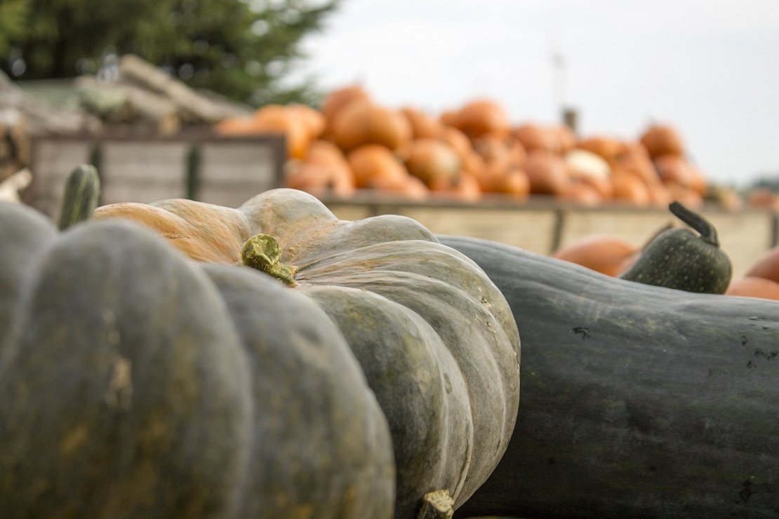 Kürbisse ©Sonja Hießberger/LK Niederösterreich