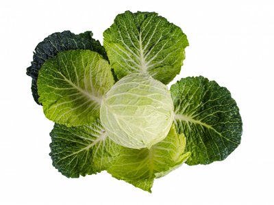 Kohl mit aufgeschlagenen Blättern