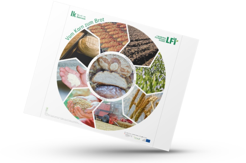 Mockup von dem Plakat mit rundem Kreis, wo die Schritte vom Korn zum Brot abgebildet sind.