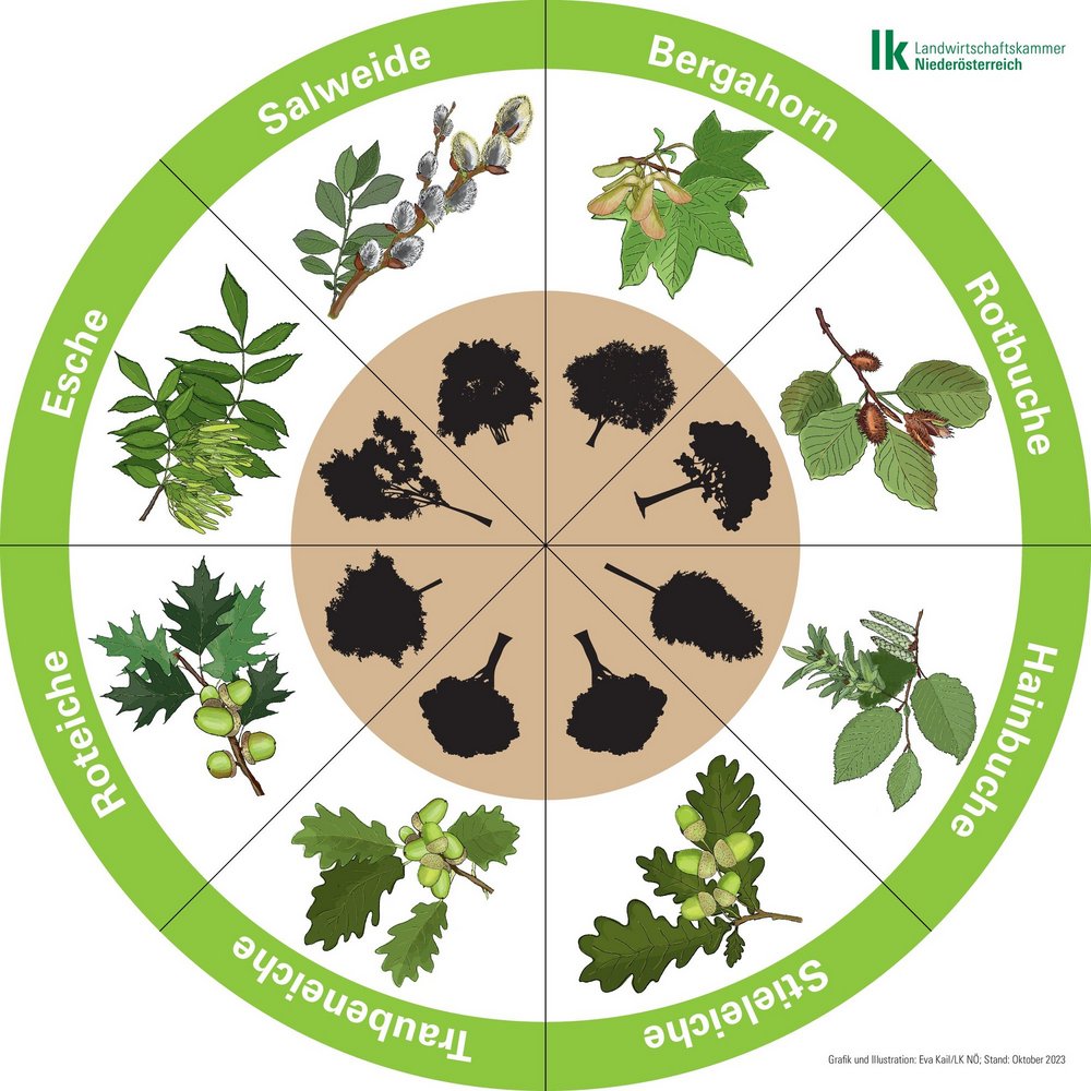 Baumlegekreis mit Bergahorn, Rotbuche, Hainbuche, Stieleiche, Traubeneiche, Roteiche, Esche und Salweide